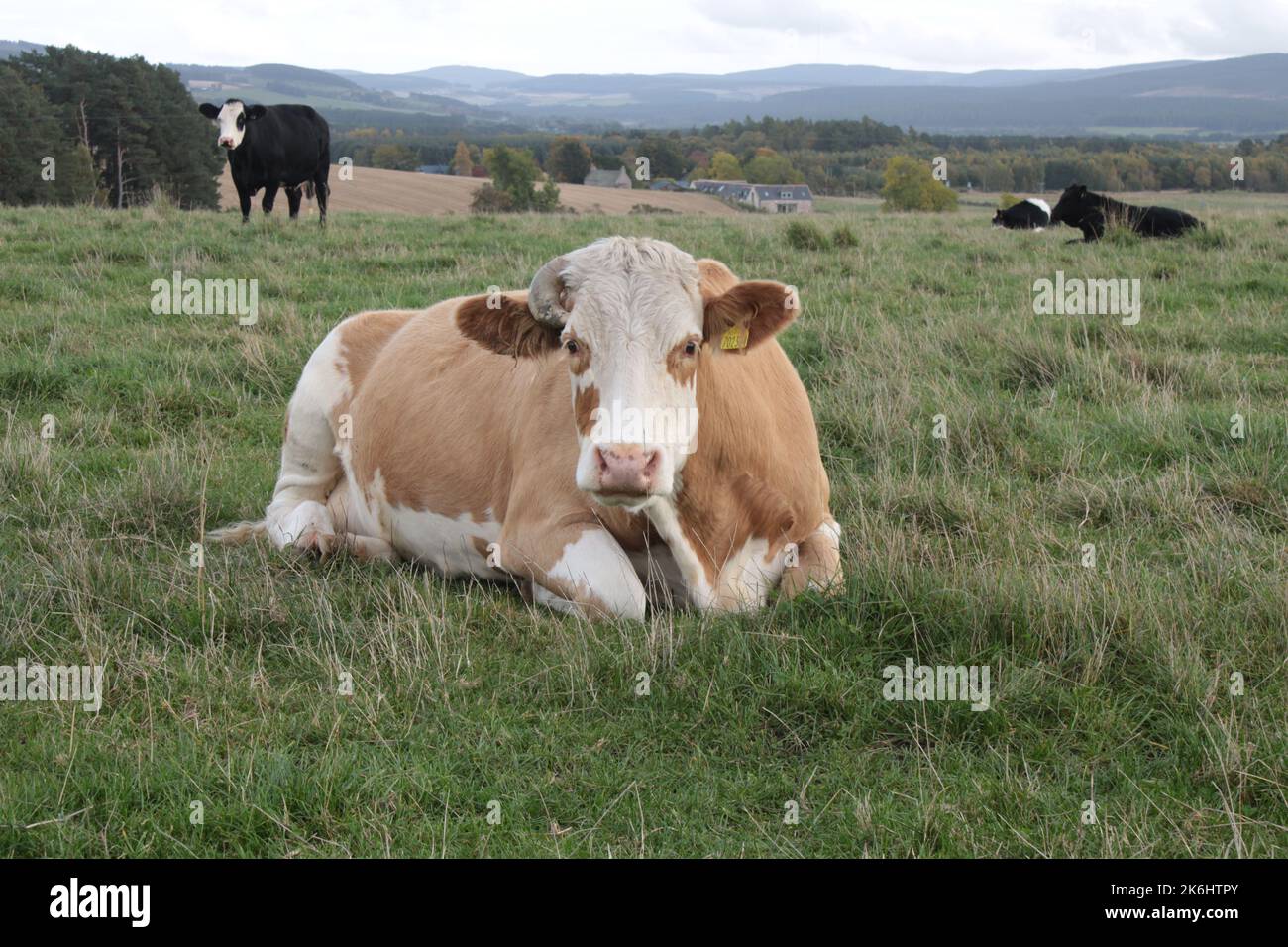 Brown and white cow lying down. Single Ayrshire cow Stock Photo