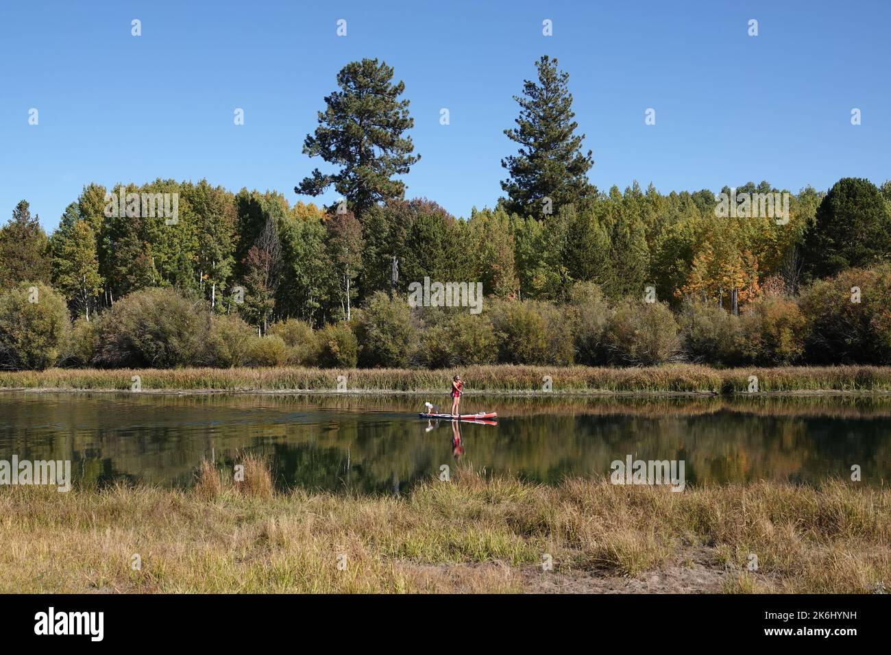 Stand-up paddleboarding is popular on the Deschutes River near Bend, Oregon, especially in the autumn when the aspen trees along the river begin to tu Stock Photo