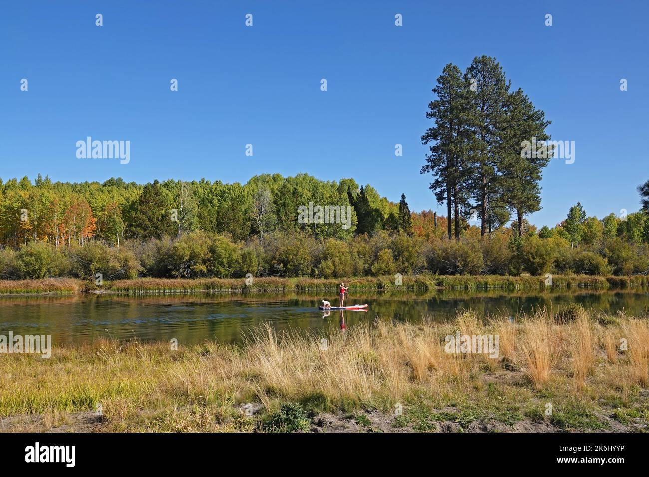 Stand-up paddleboarding is popular on the Deschutes River near Bend, Oregon, especially in the autumn when the aspen trees along the river begin to tu Stock Photo