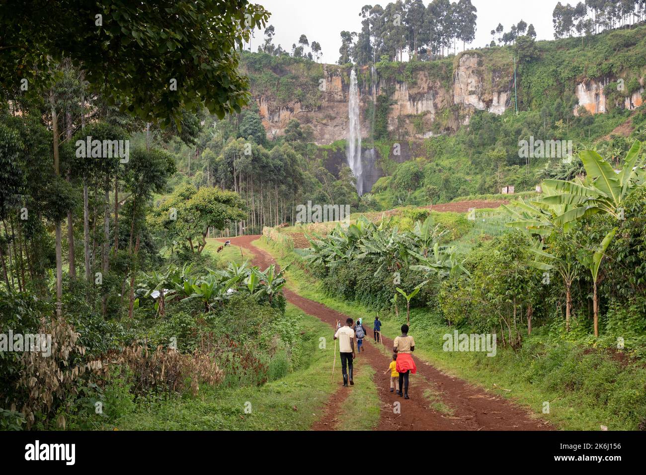 Lush greenery around a waterfall on Mount Elgon, Uganda, East Africa Stock Photo