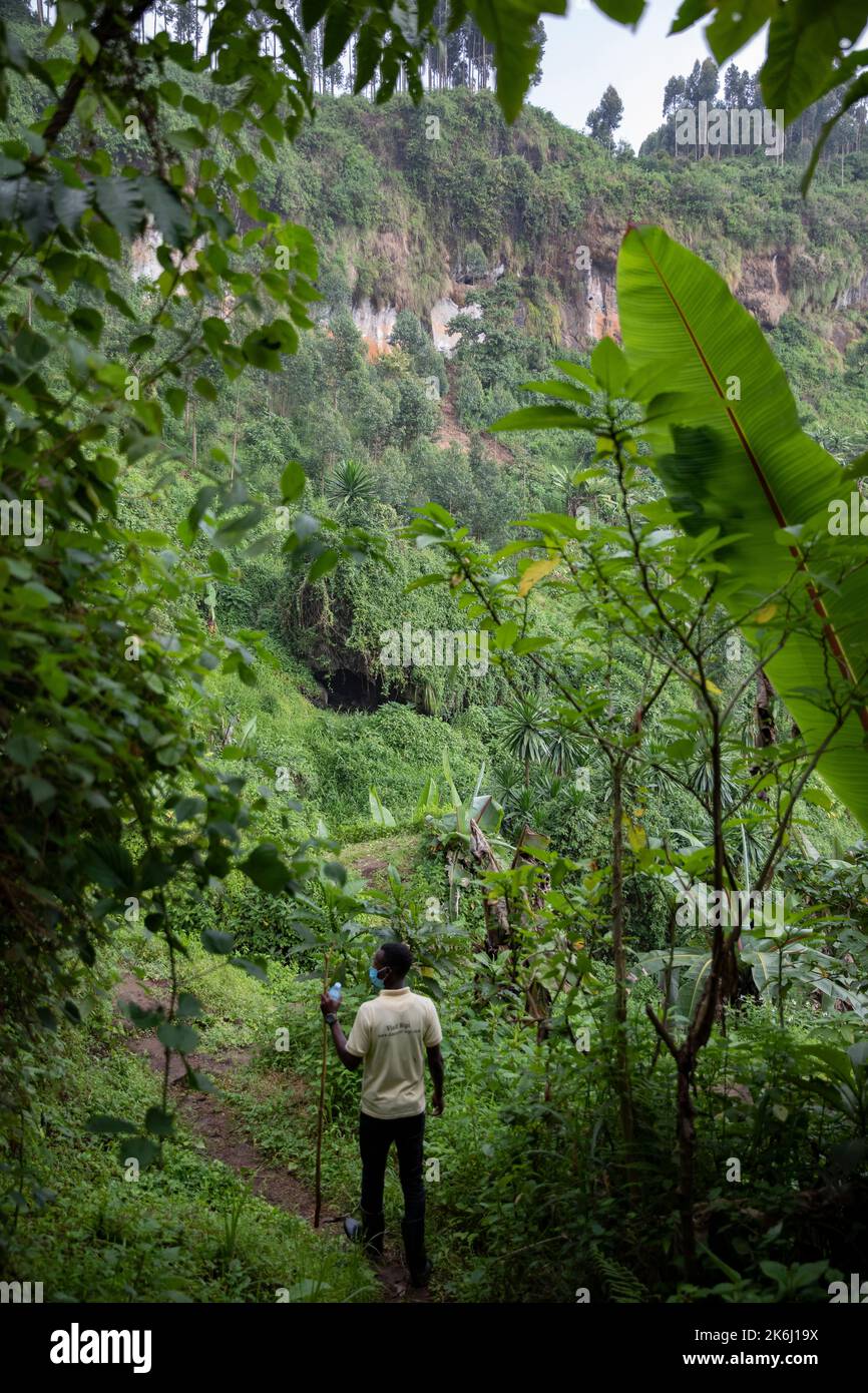 Lush greenery around a waterfall on Mount Elgon, Uganda, East Africa Stock Photo