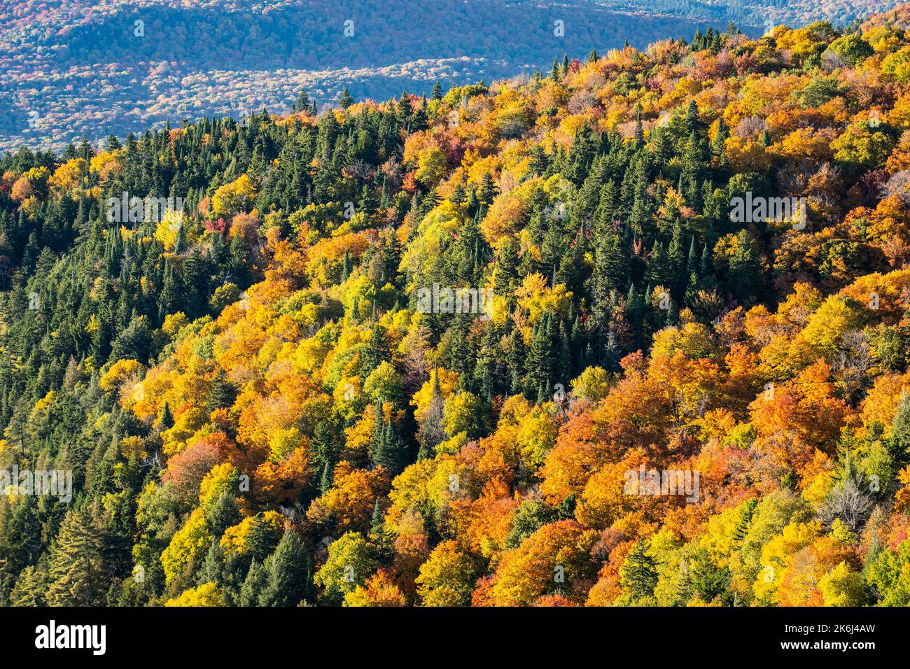 Beautiful forest with colorful autumn leaves in national park Stock Photo