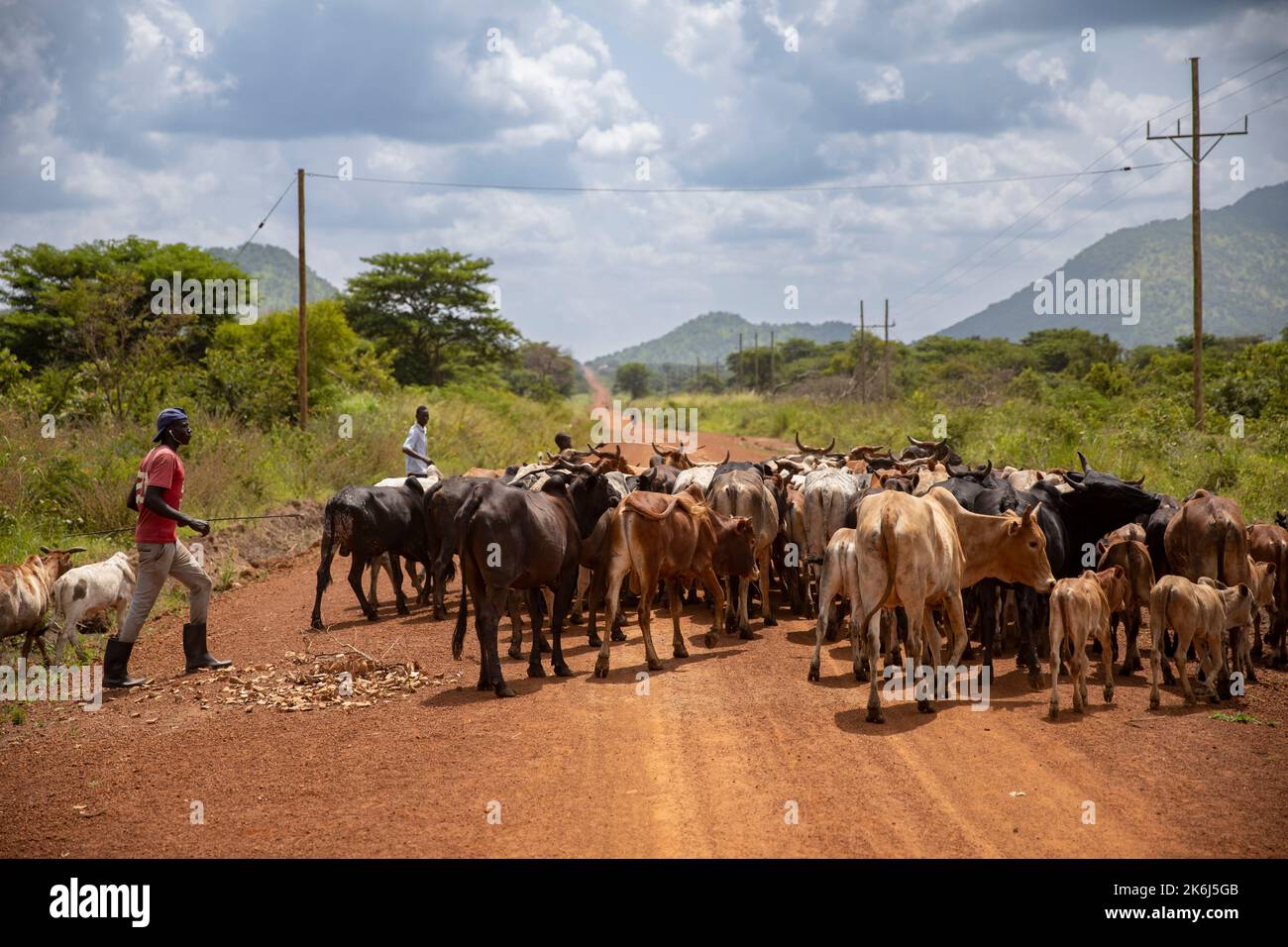 A herd of cattle move down a rural dirt road in Abim District, Uganda, East Africa. Stock Photo