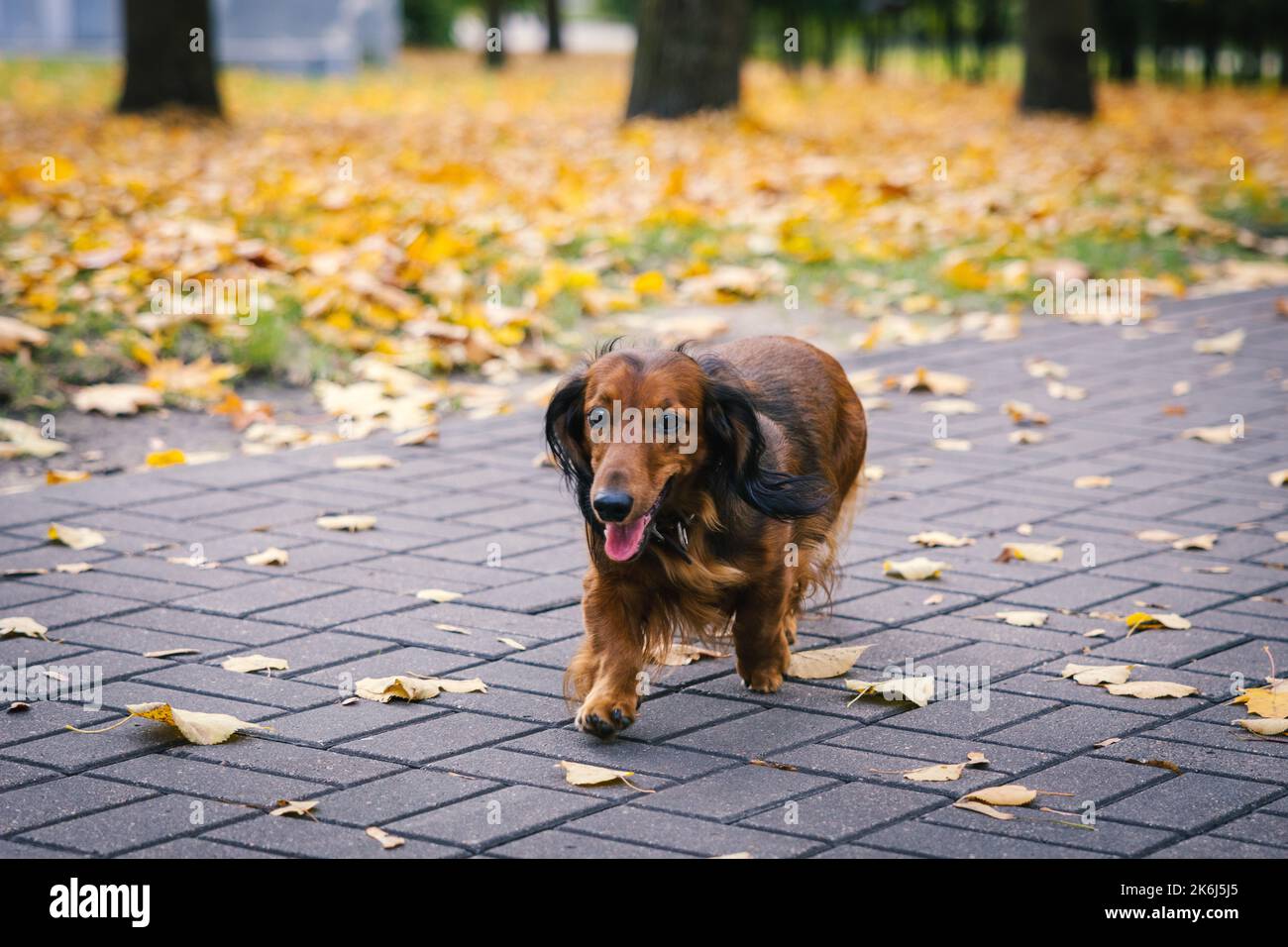 Red cute dachshund dog in autumn park walking along a leafy path Stock ...