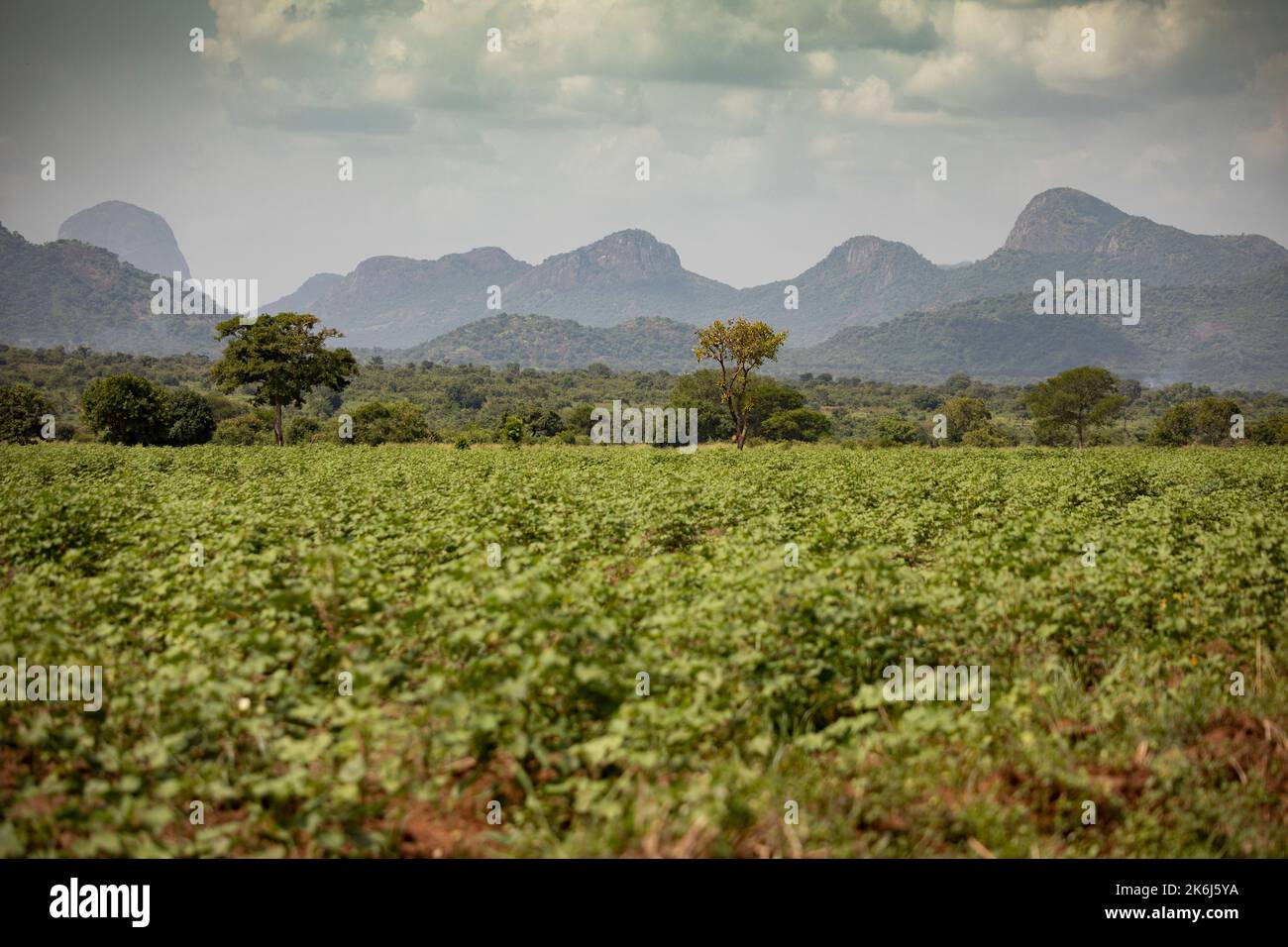 Cotton fields beneath the hills of Abim District, Uganda, East Africa. Stock Photo