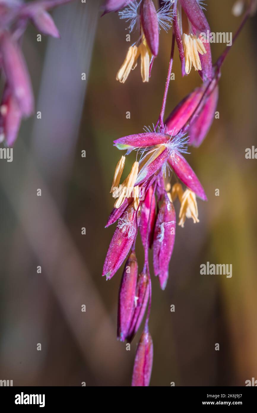 (Ehrharta calycina) perennial veldtgrass seeds during spring, Cape Town, South Africa Stock Photo