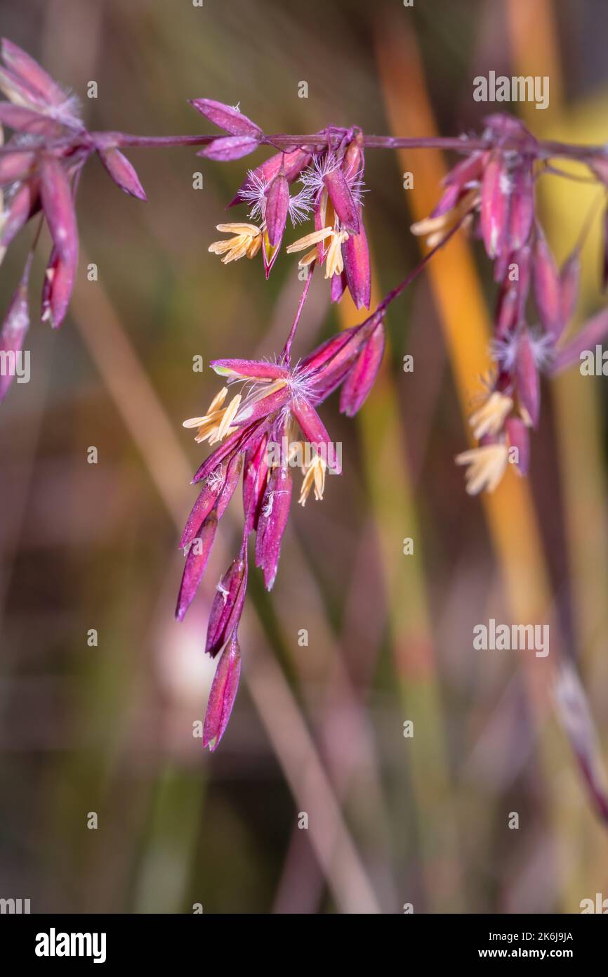 (Ehrharta calycina) perennial veldtgrass seeds during spring, Cape Town, South Africa Stock Photo