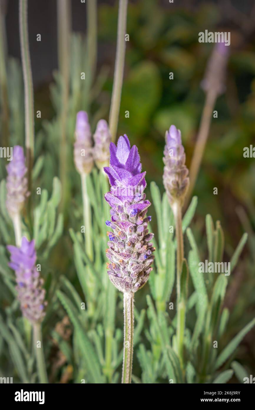 Honey bee feeding on a Purple lavender flower (Lavandula x intermedia), South Africa Stock Photo