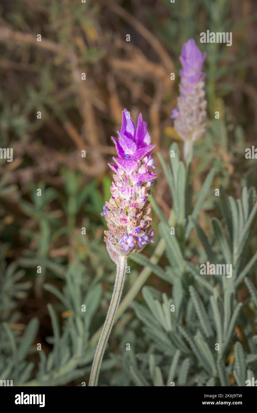 Honey bee feeding on a Purple lavender flower (Lavandula x intermedia), South Africa Stock Photo