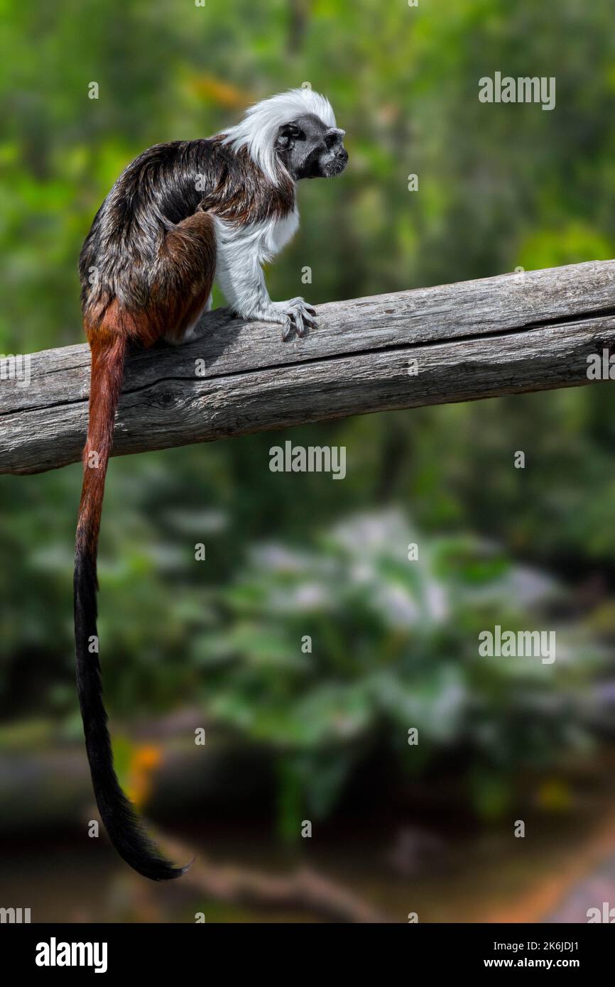 Cotton-top tamarin / cotton-headed tamarin / crested tamarin (Saguinus oedipus) native to tropical forests in northwestern Colombia, South America Stock Photo