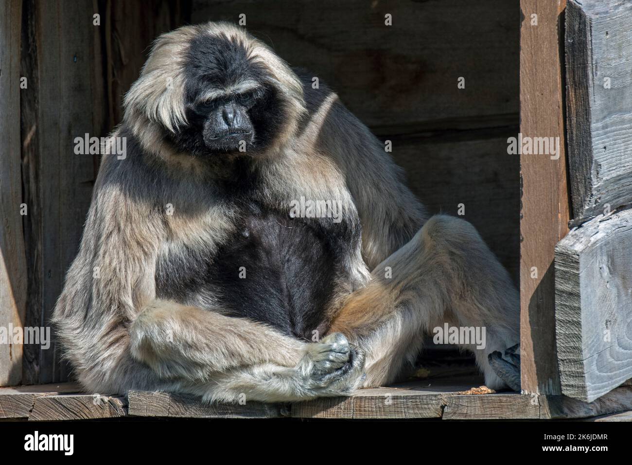 Captive pileated gibbon (Hylobates pileatus) female in zoo / zoological