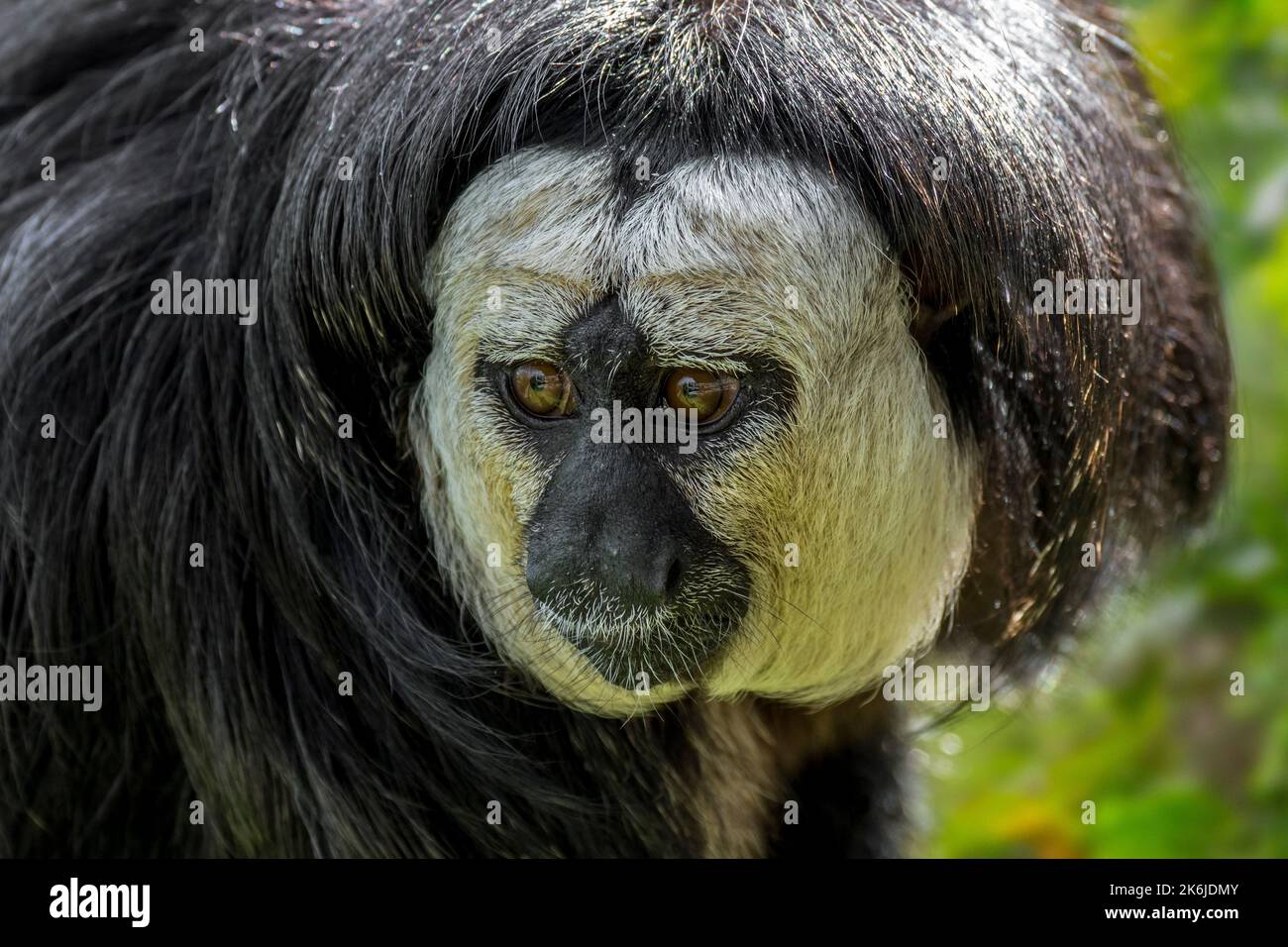 White-faced saki / Guianan saki / golden-faced saki (Pithecia pithecia) male close-up portrait, New World saki monkey native to South America Stock Photo