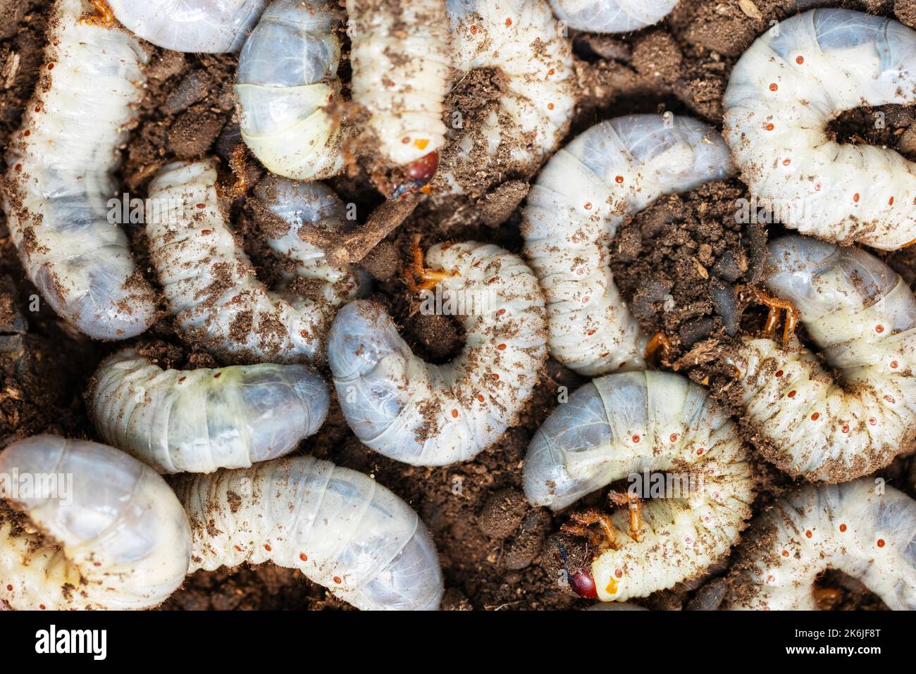 Large white worms closeup may bug larvae or rhinoceros beetle in the ground Stock Photo