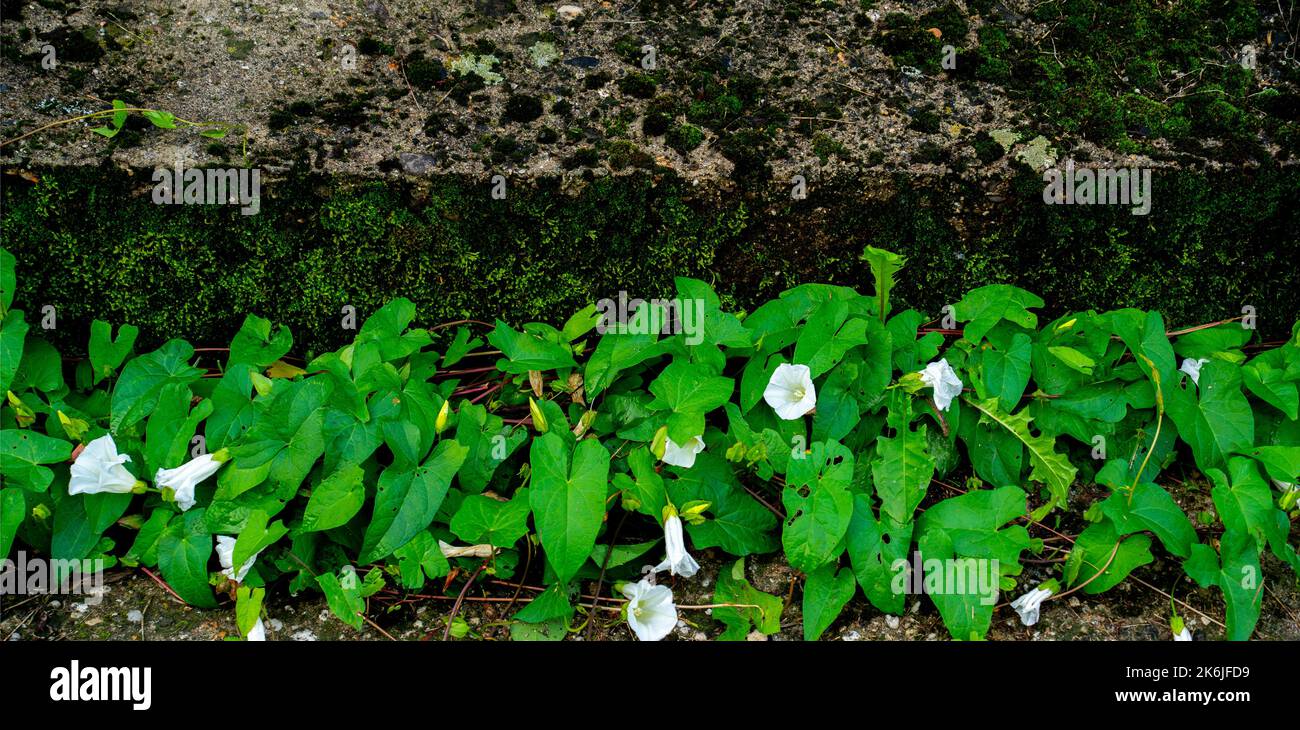 Close up of Hedge bindweed (Calystegia sepium) Stock Photo