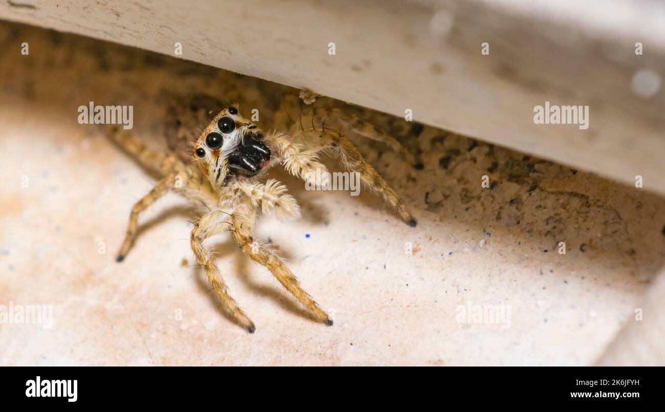 A common jumping spider sitting on earth with blurred background and selective focus. Close up picture of a jumping spider looking in to the camera. Stock Photo