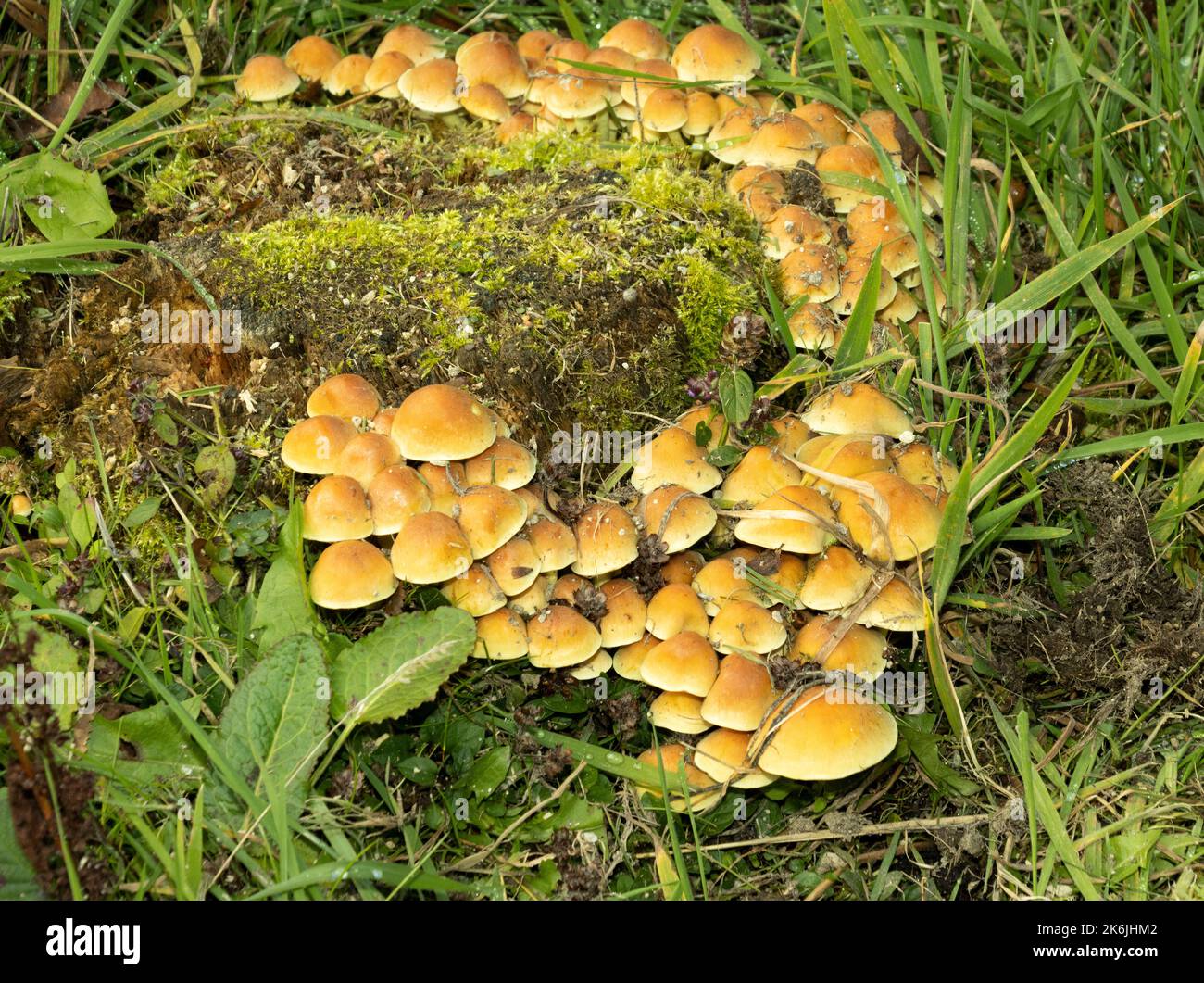 Differing with a smaller size from its relative, the Sulphur Tuft, the Conifer Tuft is found in dense clumps on decaying conifer wood. Stock Photo
