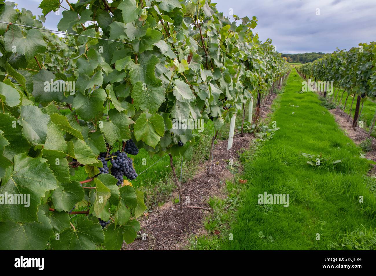 Balfour Winery, Staplehurst, Kent, UK Stock Photo