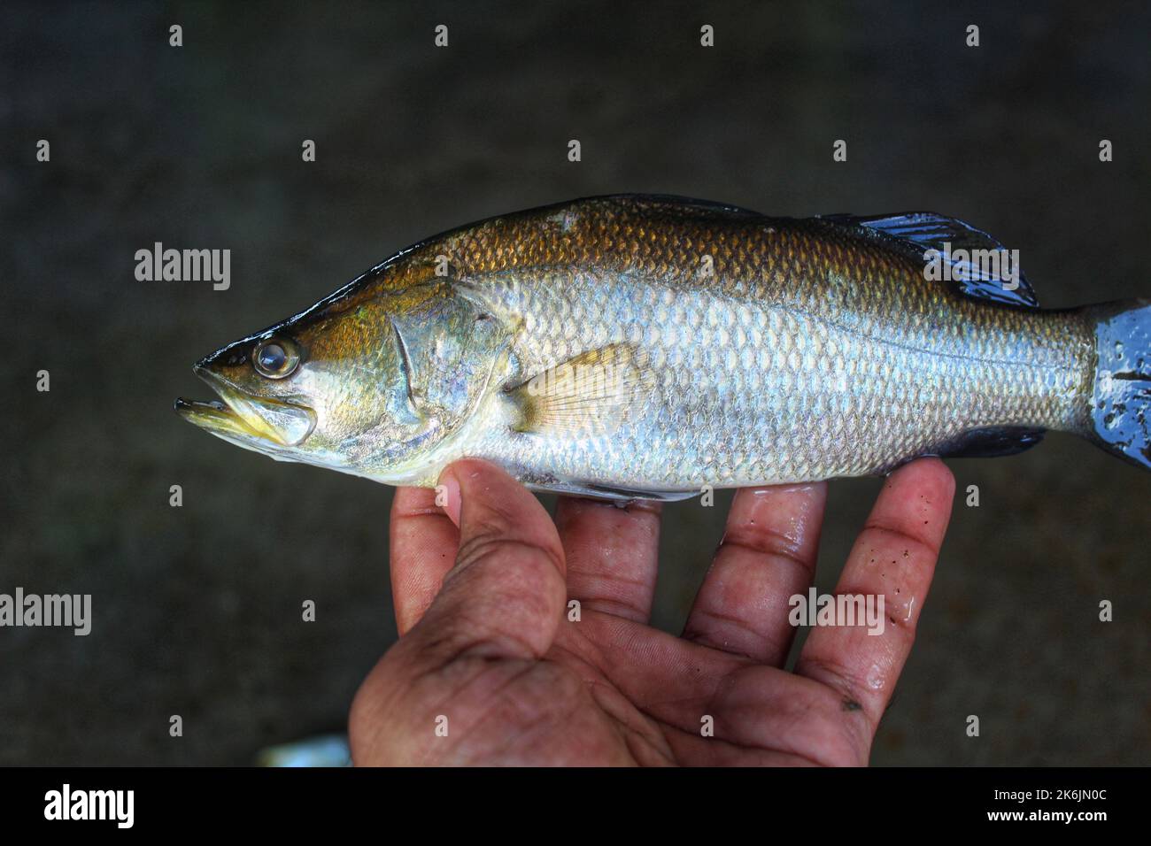 Asian Sea bass bekti fish in hand in nice blur background HD Stock