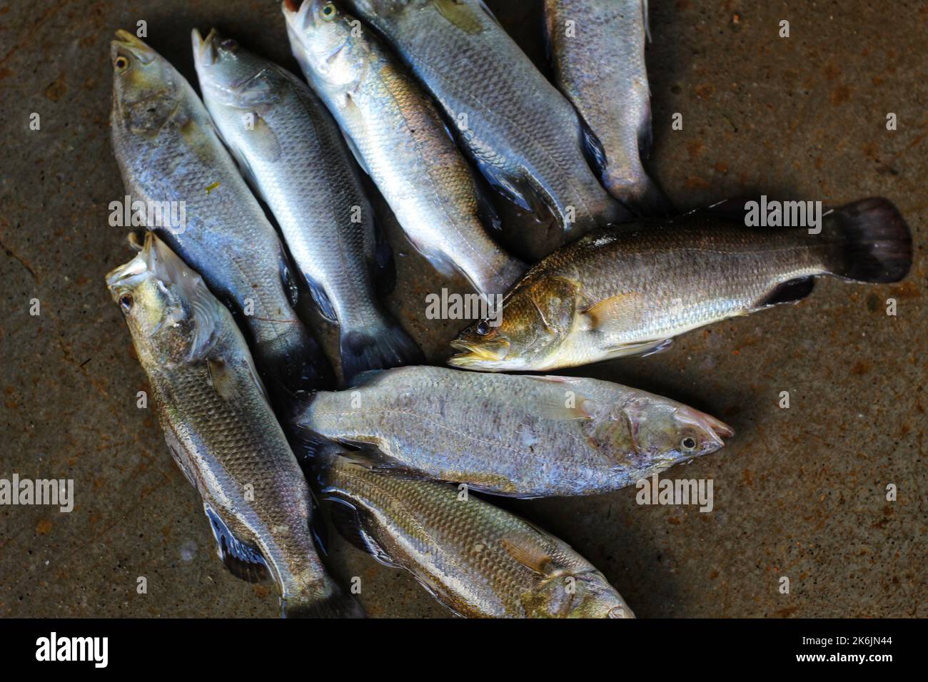 Asian Sea Bass In Tamil at Christopher Gathers blog