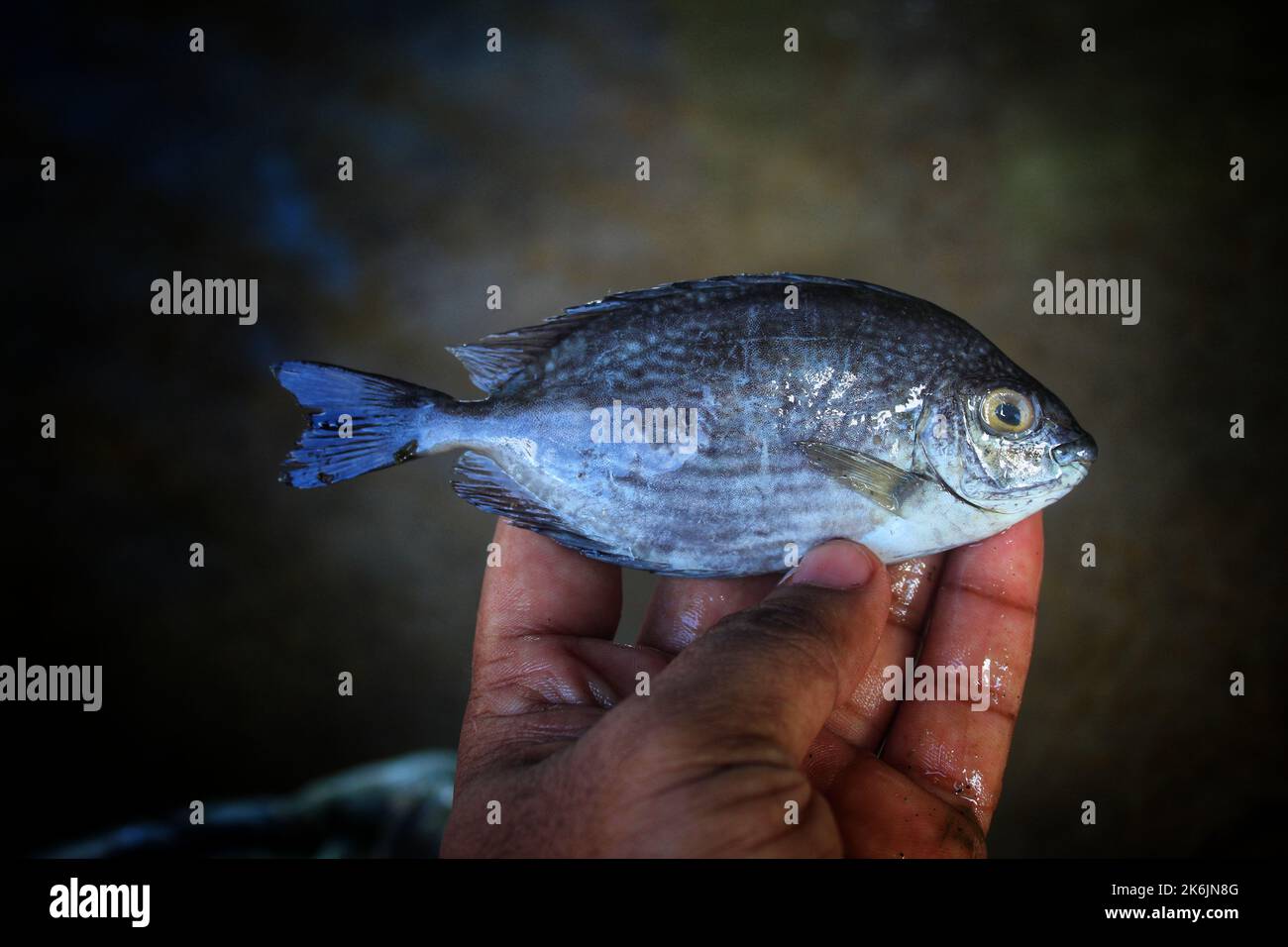 marine pinspotted spinefoot fish in hand in nice blur background Stock Photo