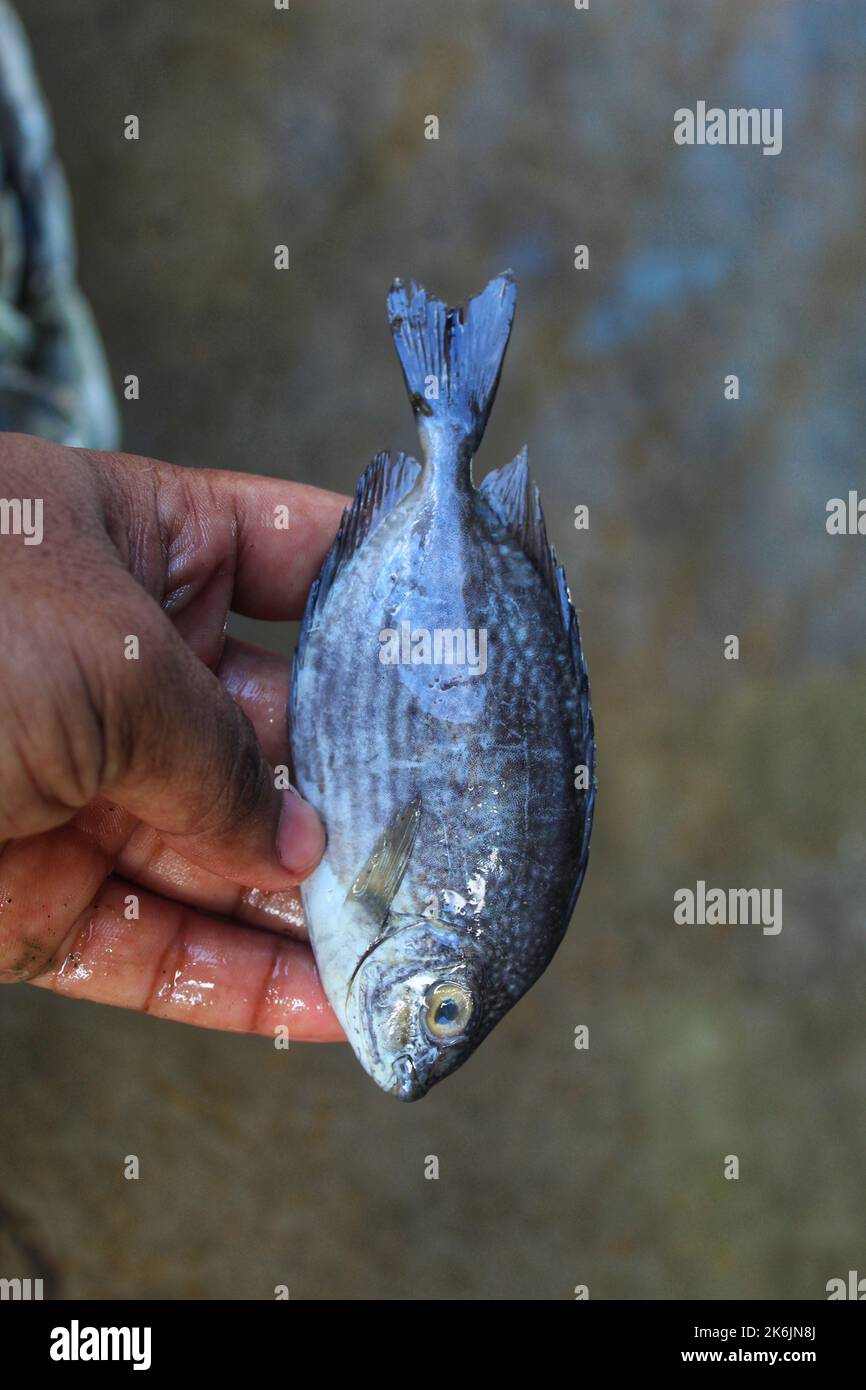 marine pinspotted spinefoot fish in hand in nice blur background Stock Photo