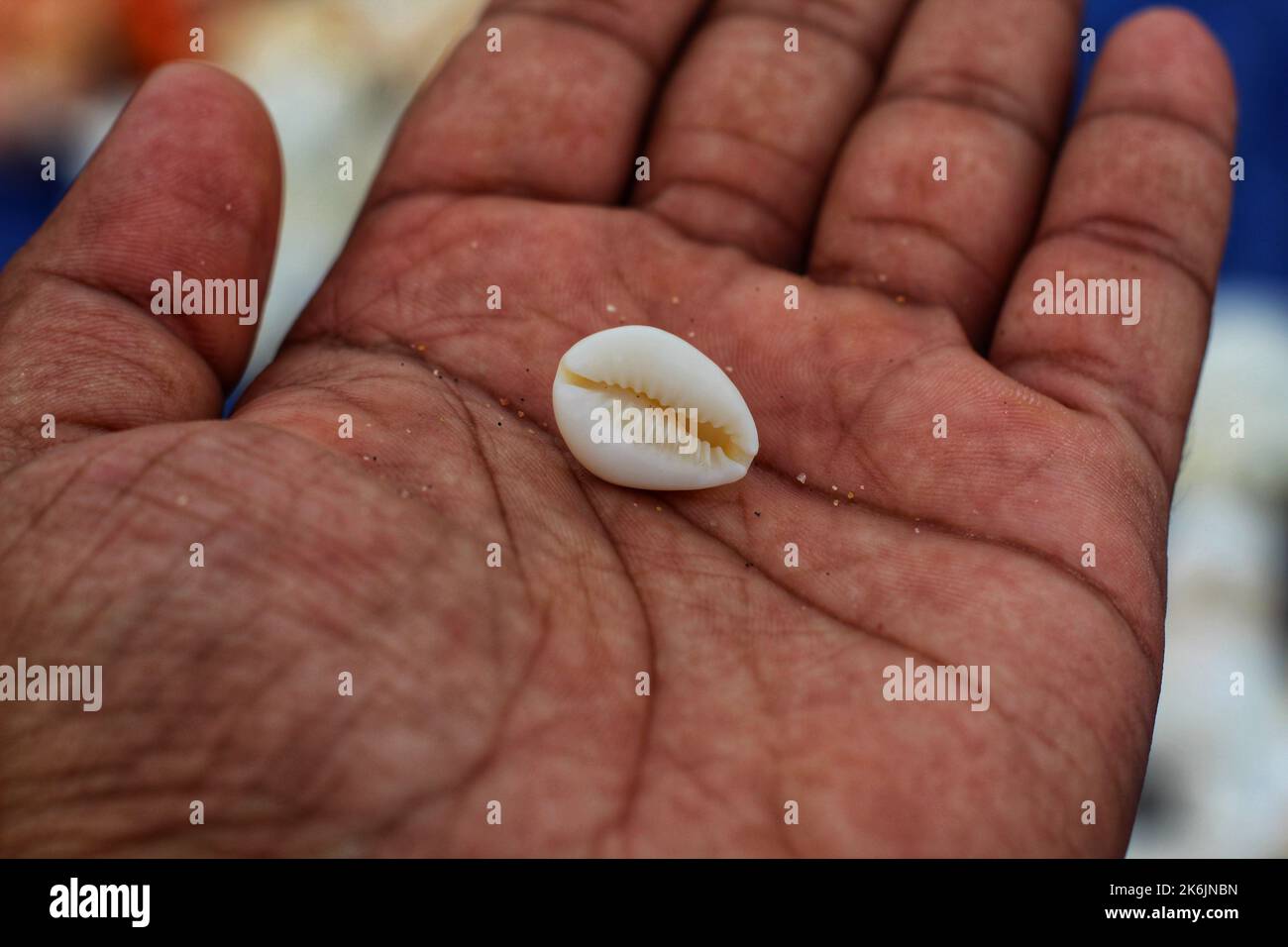single cowrie in hand in nice blur background hd Stock Photo