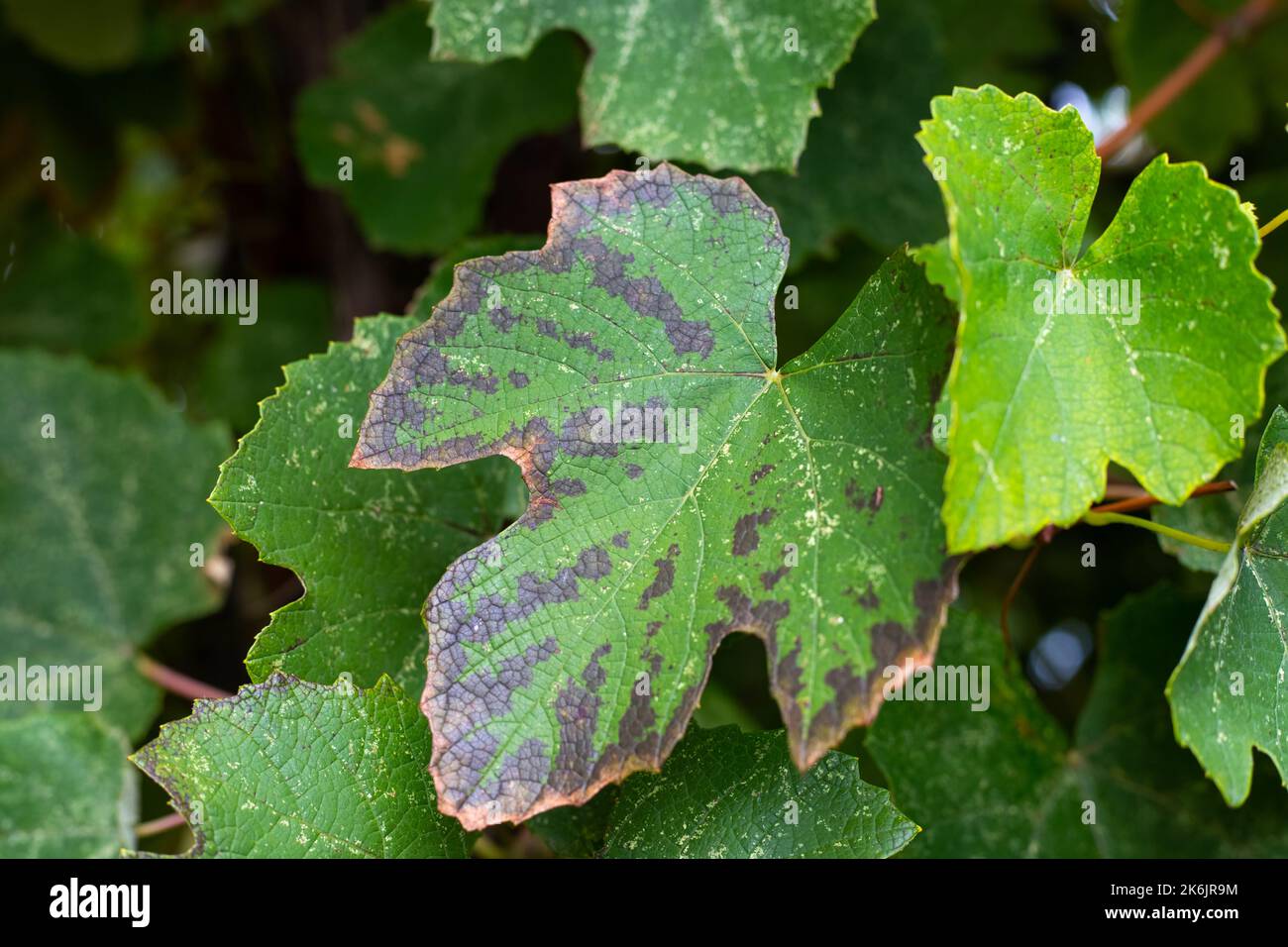 Dark brown spots on a vine leaf on a vine. Diseases of grapes Stock