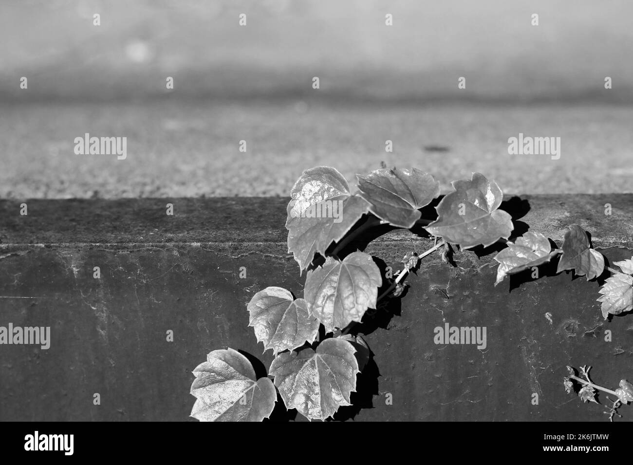 Leafy ivy vines and plants growing on an industrial concrete wall in a black and white monochrome. Stock Photo