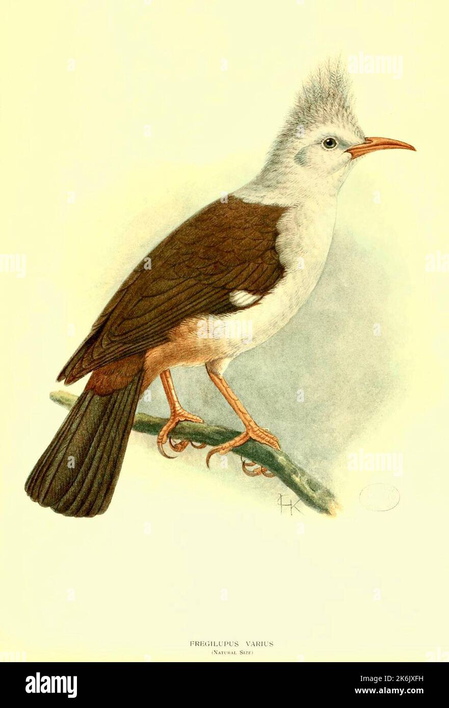 The Hoopoe Starling  -  hoopoe starling (Fregilupus varius), also known as the Reunion starling or Bourbon crested starling, is a species of starling that lived on the Mascarene island of Reunion and became extinct in the 1850s. Stock Photo