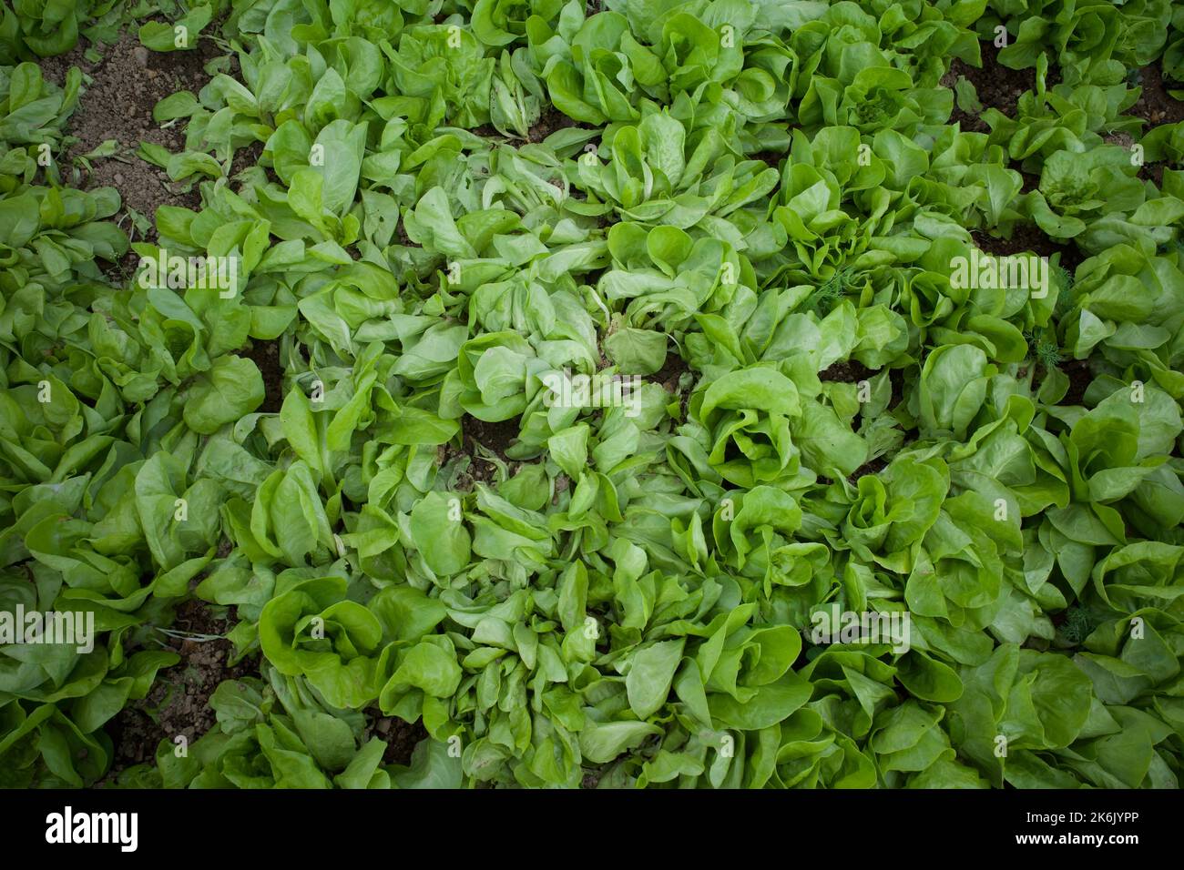 Organic Butterhead lettuce growing in summer Stock Photo