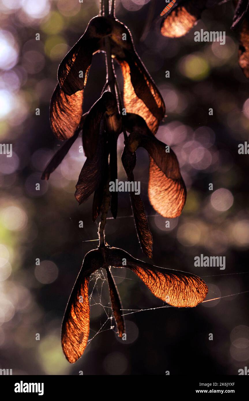 Tree Helicopter seeds Stock Photo Alamy