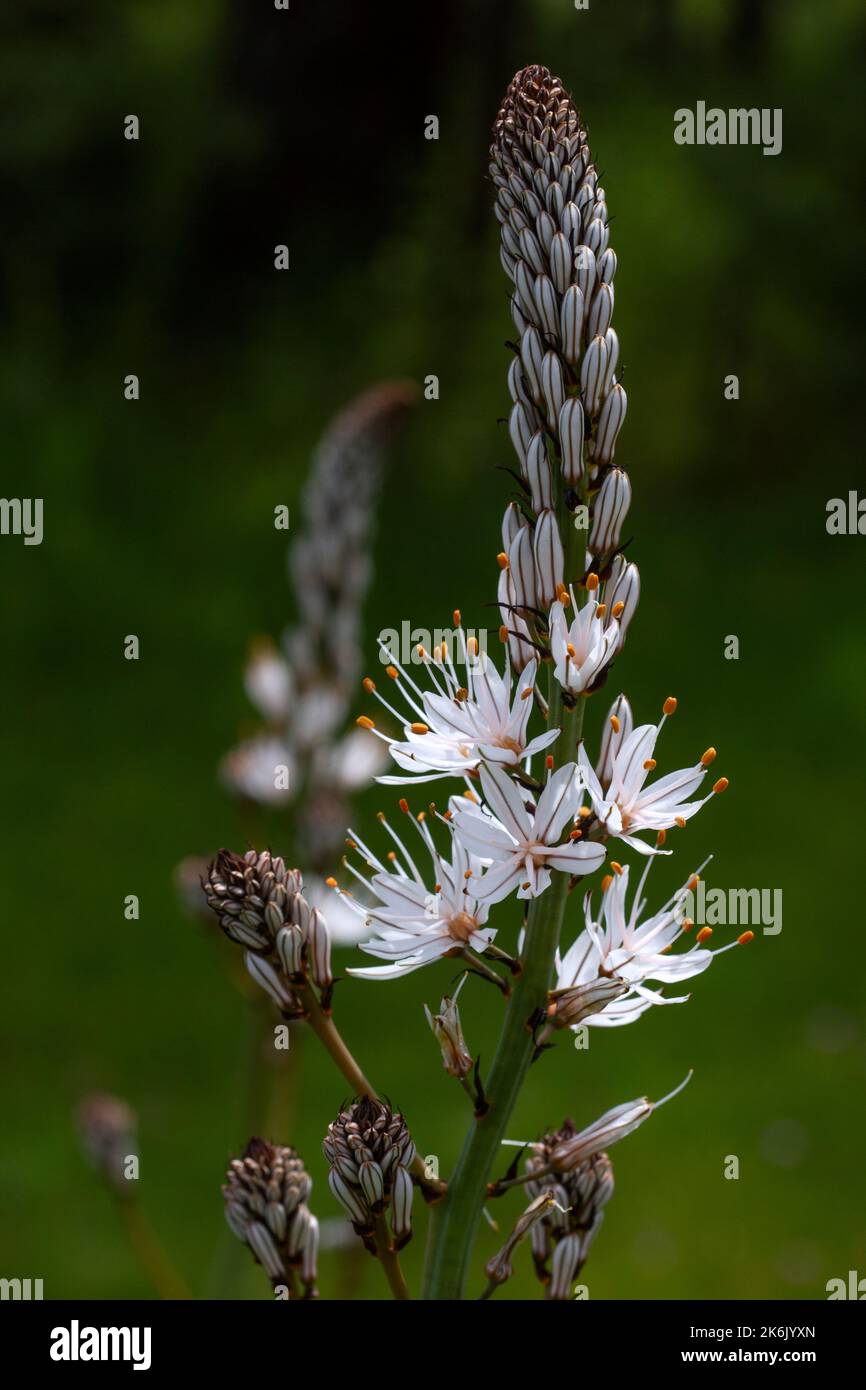 Flowers of Ornithogalum or Star of Bethlehem. Stock Photo