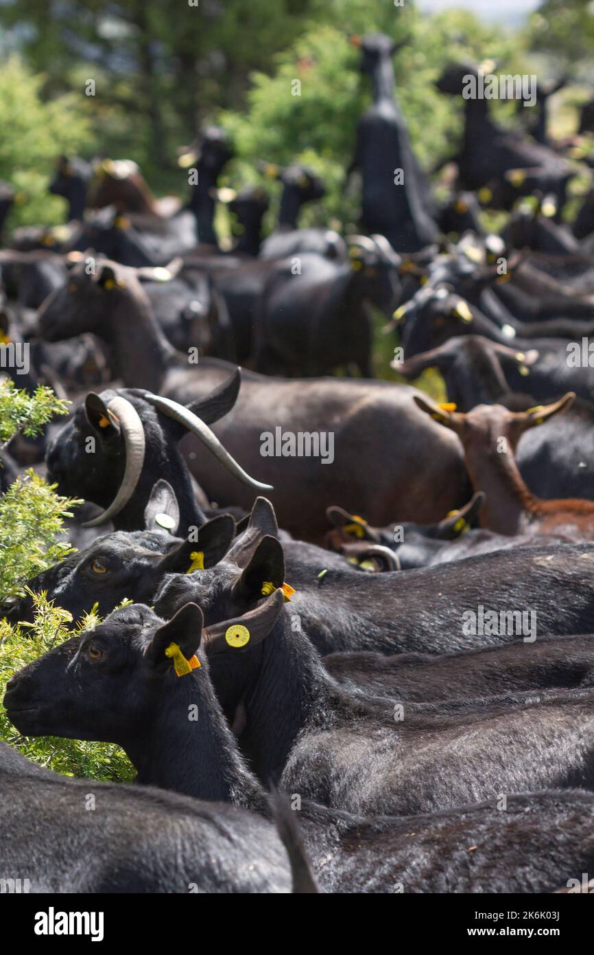 Flock of spanish manchegan goats eating the leaves of juniper bushes