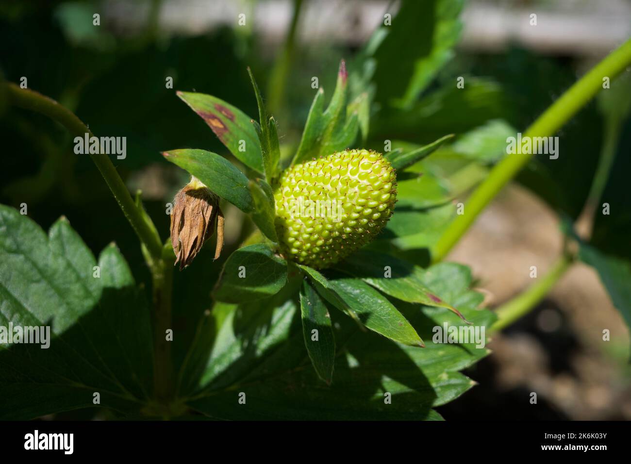 Organic strawberry growing in progress Stock Photo - Alamy