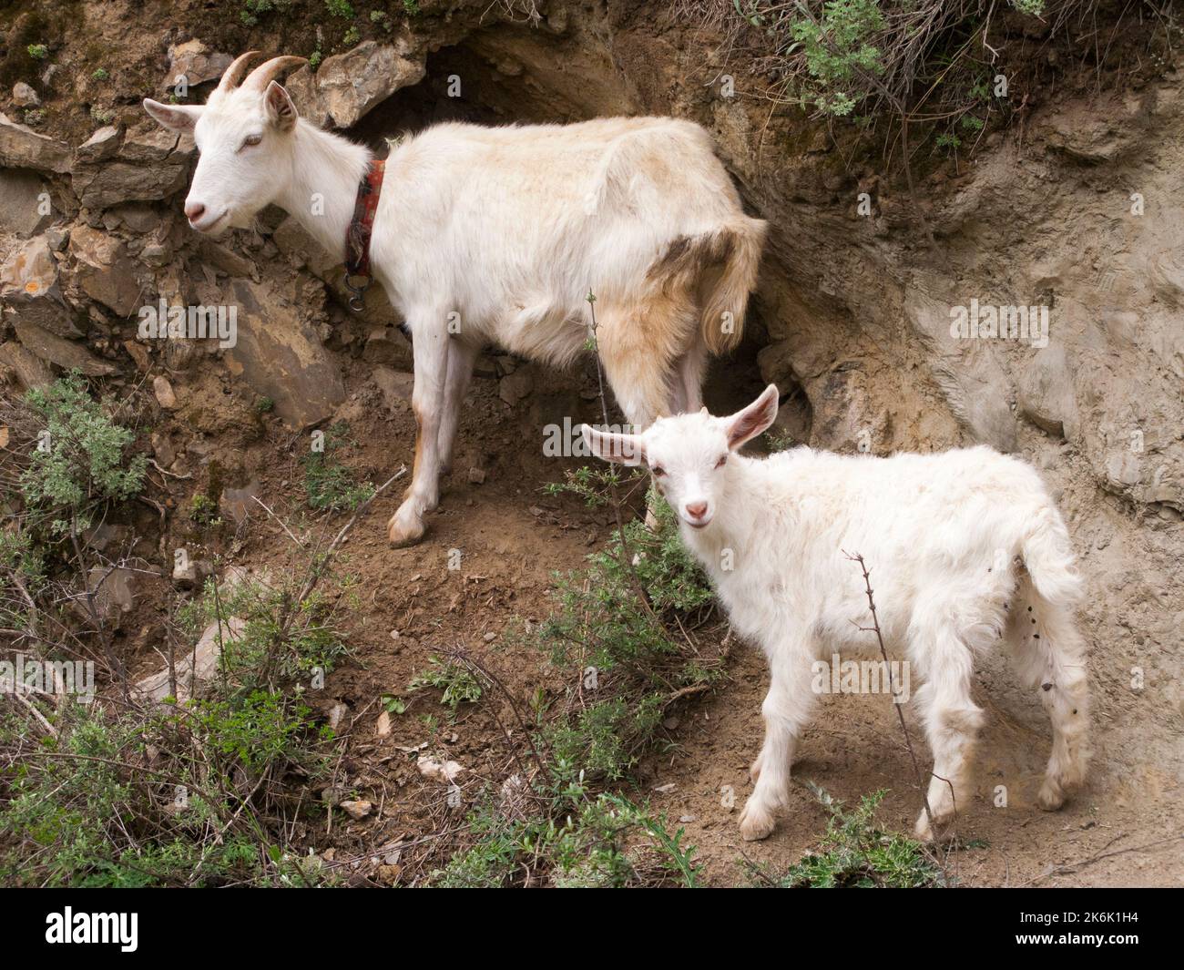 Nanny and kid mountain goat hi-res stock photography and images - Alamy