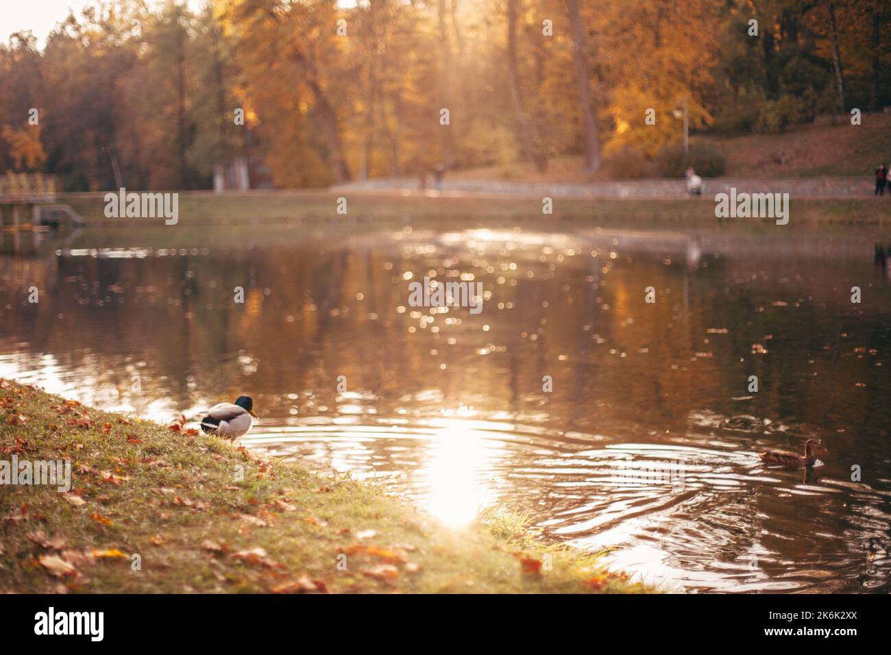Scenic view of lake with ducks in park during sunny weather in autumn Stock Photo