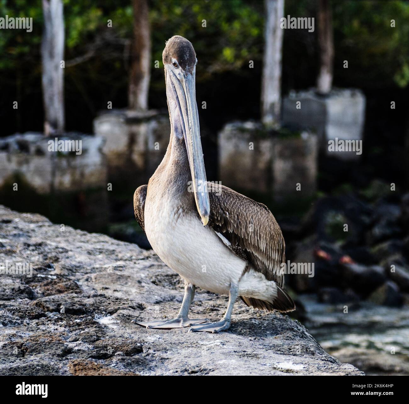 Brown Pelican on Santa Cruz Island, Galapagos islands, Ecuador, South America Stock Photo