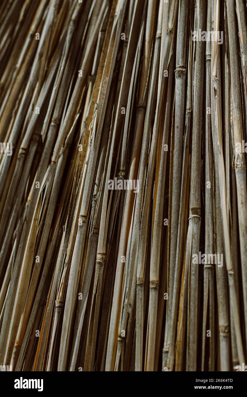 Yellow dry bamboo reeds hi-res stock photography and images - Alamy