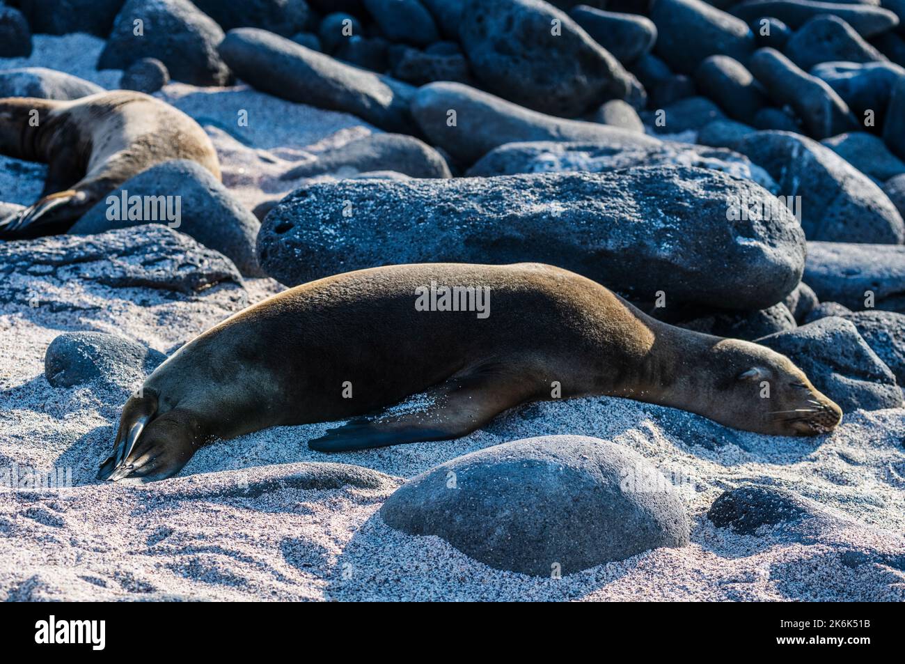 Sealion sleeping on North Seymour Island, Galapagos islands, Ecuador, South America Stock Photo
