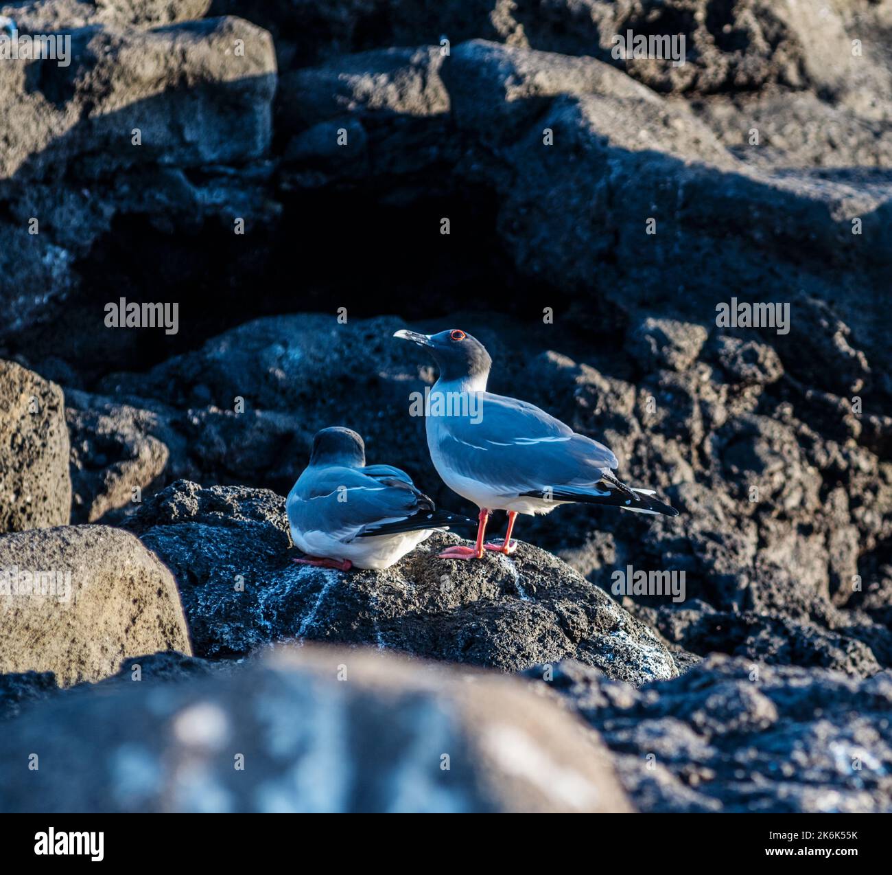 Swallow tailed gulls on Plaza island, Galapagos islands, Ecuador, South America Stock Photo