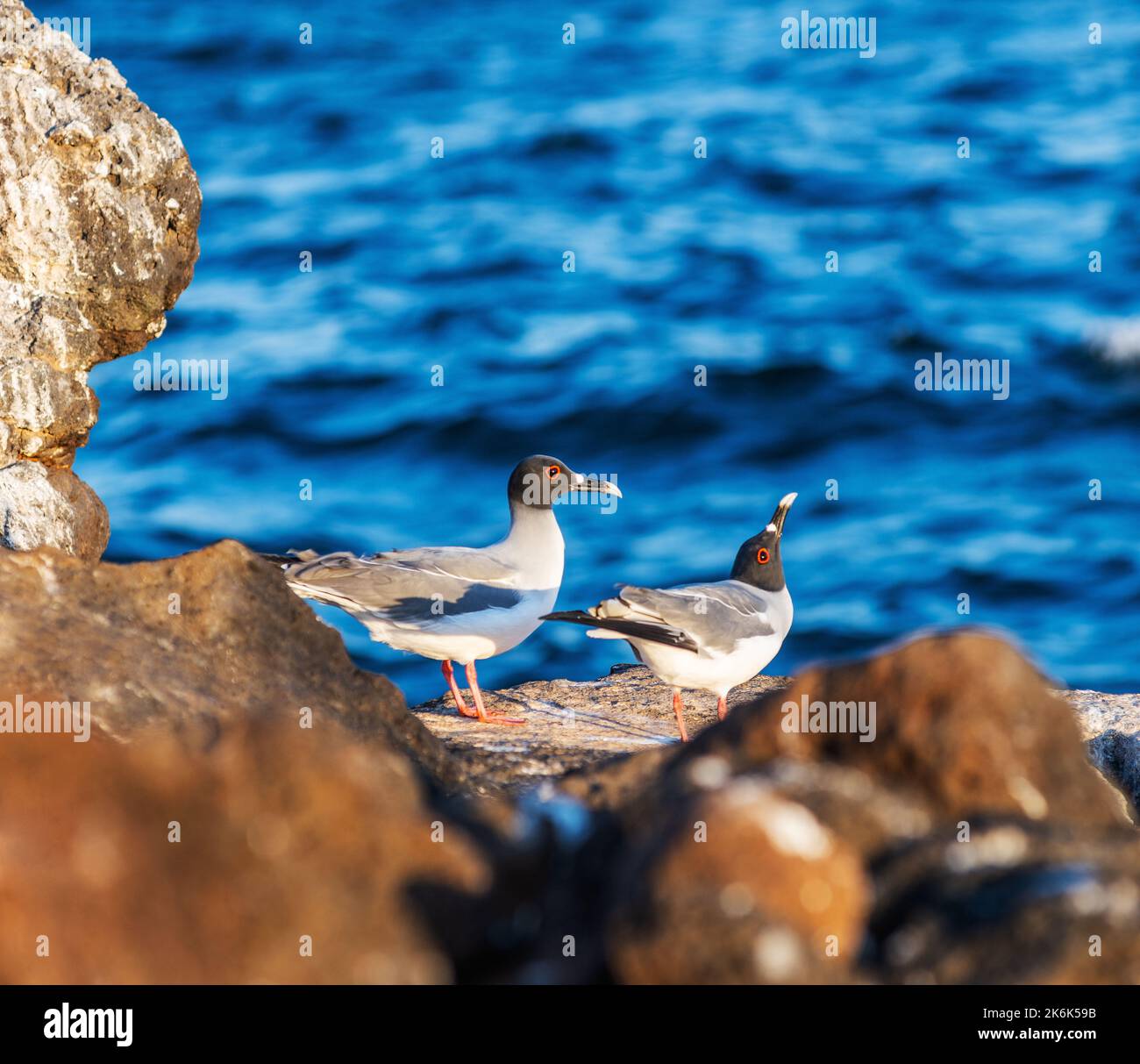 Swallow tailed gulls on North Seymour island, Galapagos islands, Ecuador, South America Stock Photo