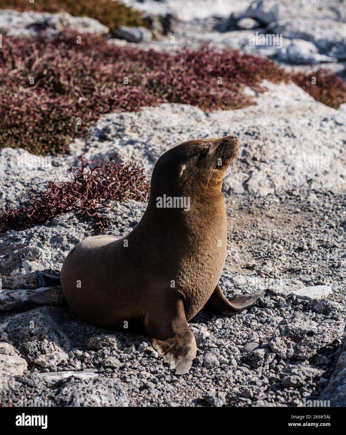 Baby Sea Lion on Plaza island, Galapagos islands, Ecuador, South America Stock Photo