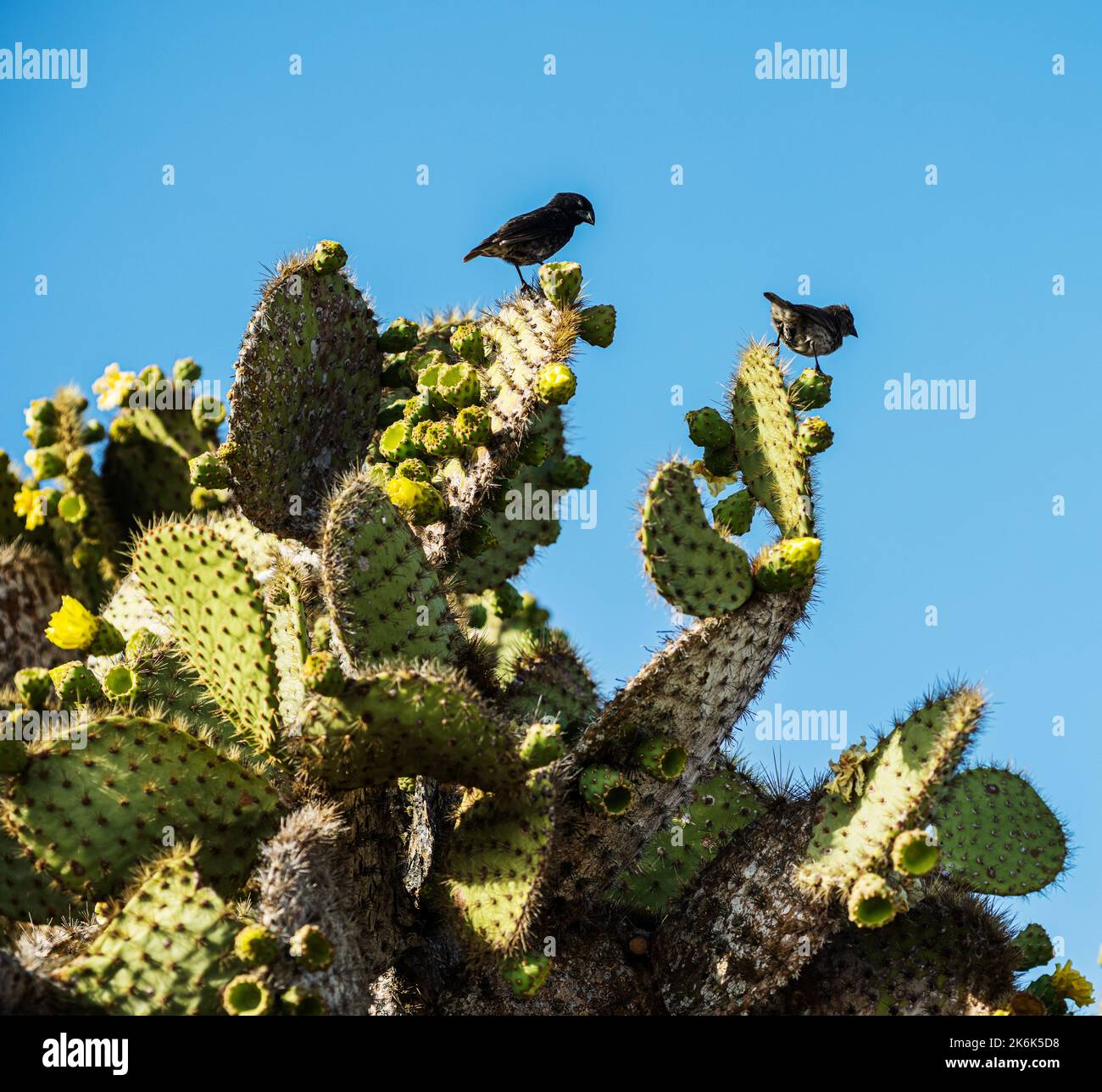 Galapagos islands flora hi-res stock photography and images - Alamy