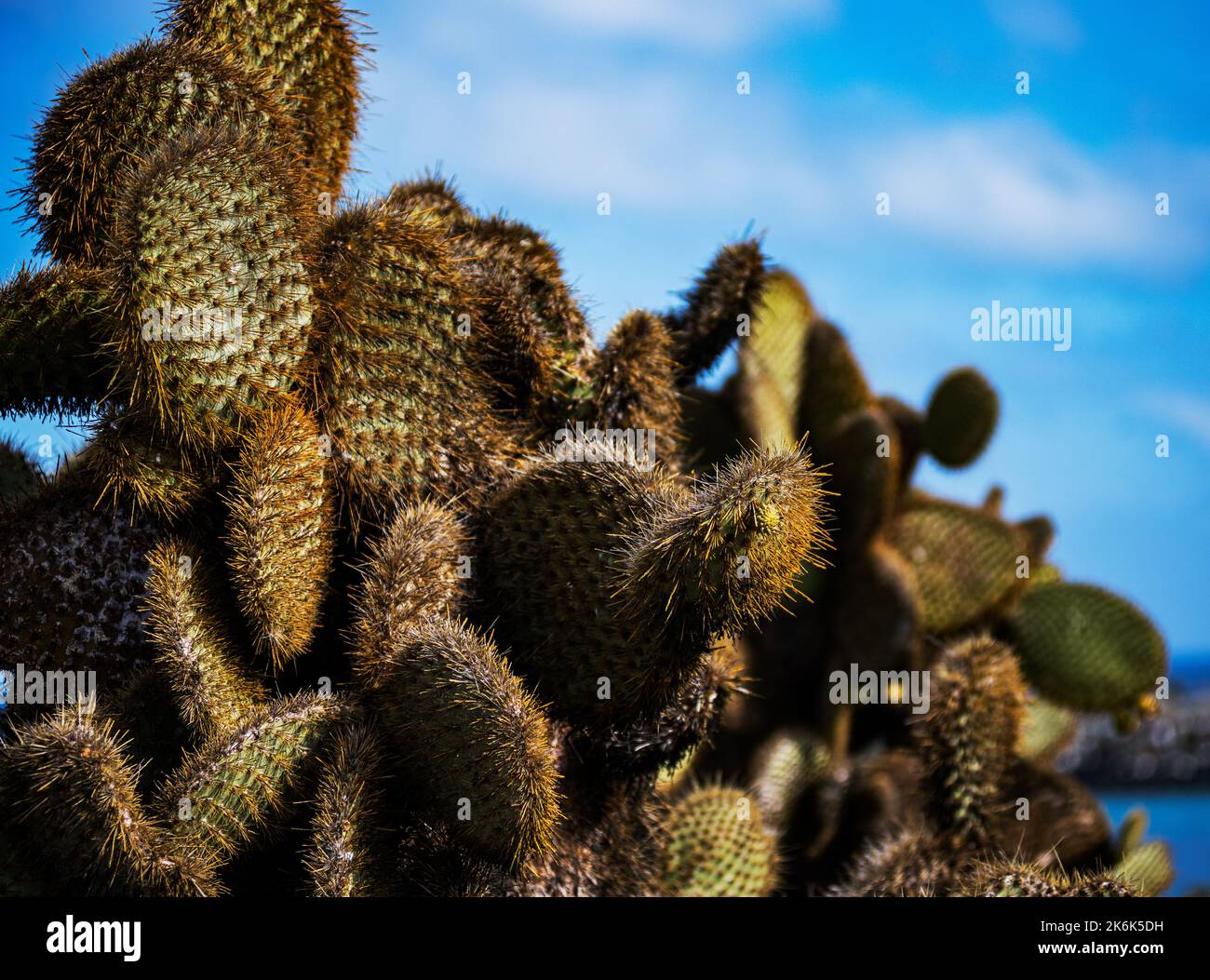 Prickly Pear Cactus close up, Opuntia echios, on Plaza island, Galapagos islands, Ecuador, South America Stock Photo