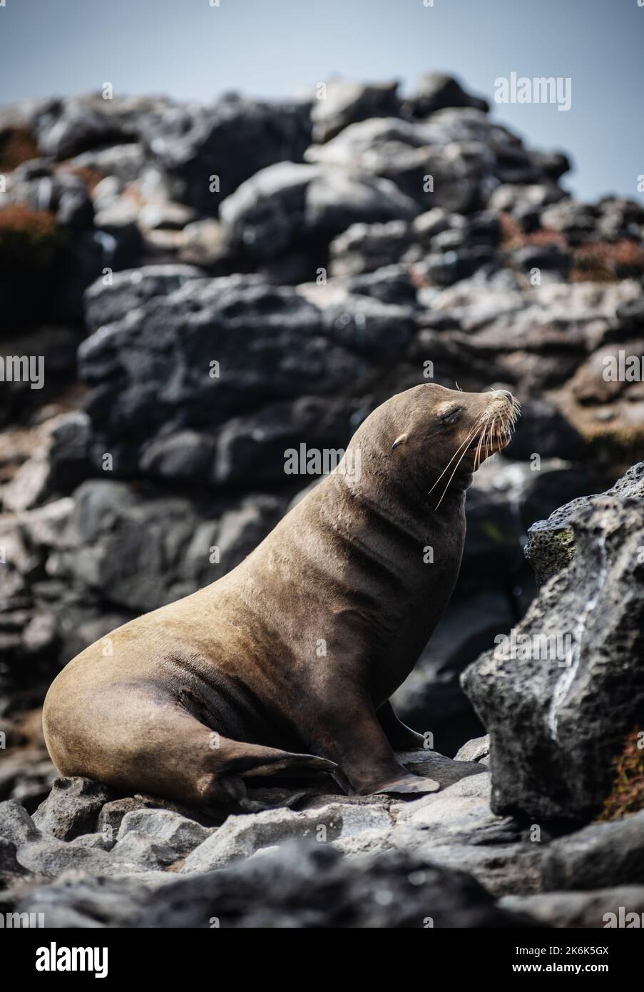 Baby Sea Lion on Plaza Island, Galapagos, Ecuador, South America Stock Photo