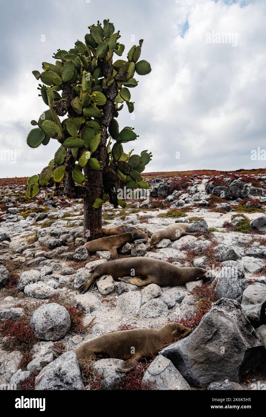 Sea Lions resting under a Prickly Pear Cactus tree, Opuntia echios, on Plaza island, Galapagos islands, Ecuador, South America Stock Photo