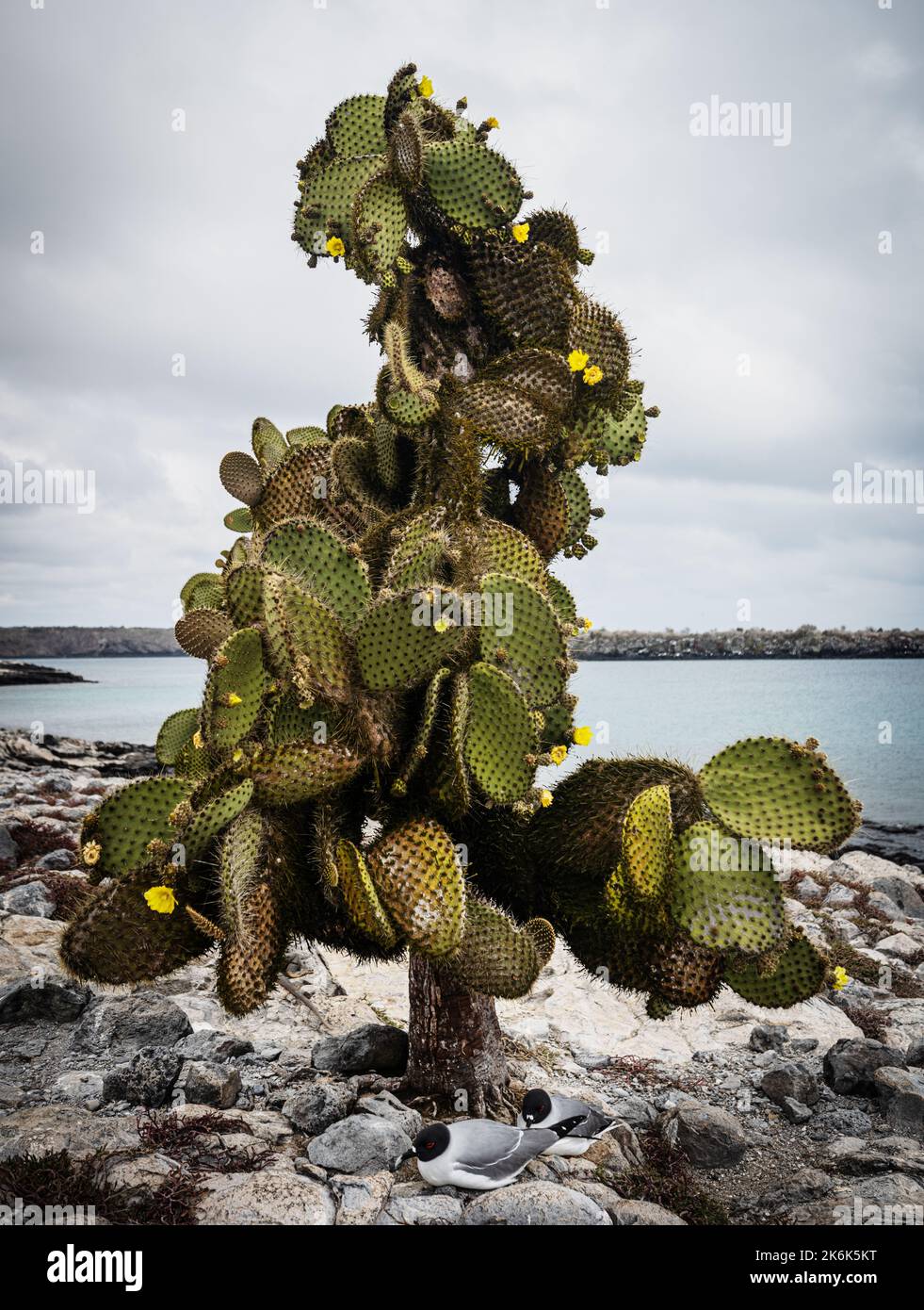Prickly Pear Cactus, Opuntia echios, on Santa Fe island, Galapagos islands, Ecuador, South America Stock Photo
