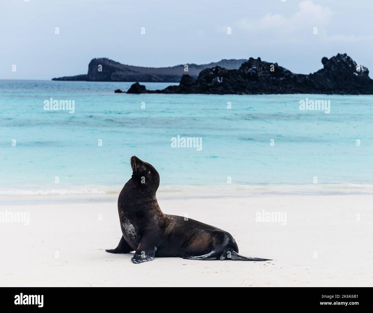 Sea Lion on the beach on Espanola Island, Galapagos islands, Ecuador, South America Stock Photo