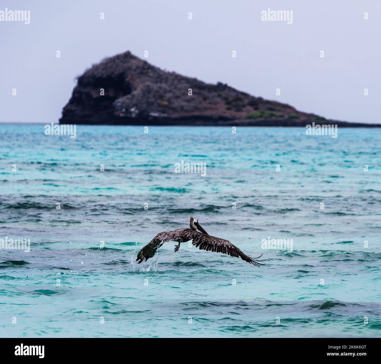 Galapagos islands wildlife nature hi-res stock photography and images ...
