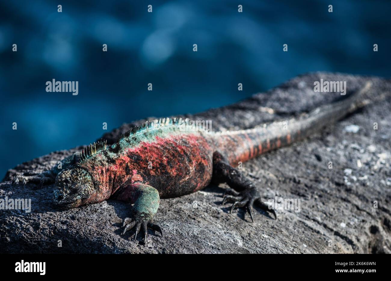 Christmas Iguana on Espanola Island, Galapagos islands, Ecuador, South